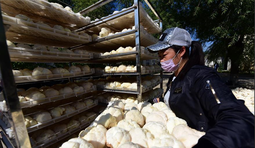 近日黑龍江猴頭菇大量收成，熱泵烘干機在當中起多大作用？